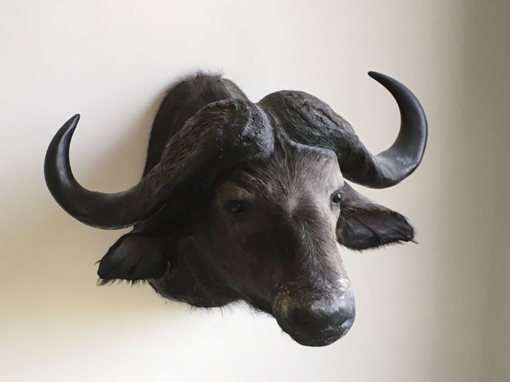 cape buffalo head mount
